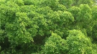 Rüzgarda canlı yeşil yapraklı büyük bir ağacın görüntüsü.