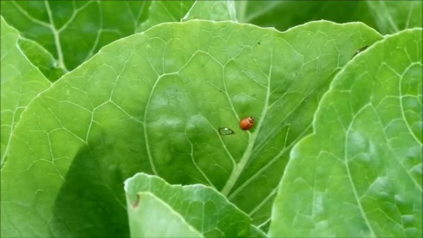 Roter Marienkäfer Spaziert Nach Dem Essen Schnell Aus Einem Loch — Stockvideo