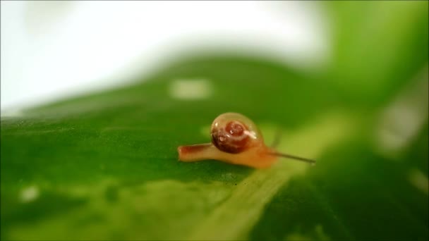 Tiny Snail Crawling While Leaving Snail Mucin Bright Green Leaf — Stock Video