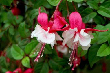 Bir çift Sersemletici Sıcak Pembe ve Beyaz Fuchsia Çiçekleri Veranda, Cusco, Peru, Güney Amerika