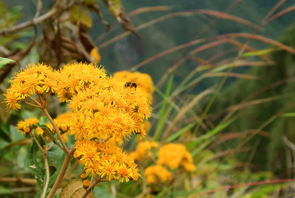 小さな蜂が蜜を集める黄色の野生の花 花ピチュ山 マチュピチュシタデル クスコ ペルー — ストック写真