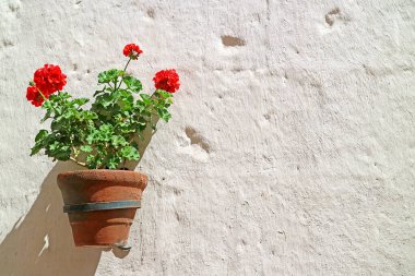 Santa Catalina Manastırı, Arequipa, Peru 'daki Beyaz Kabarık Taş Duvara Kırmızı Begonya Saksısı
