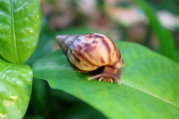 Closeup Brown Stripe Shell Snail Crawling Vivid Green Leaf — Stock Photo, Image