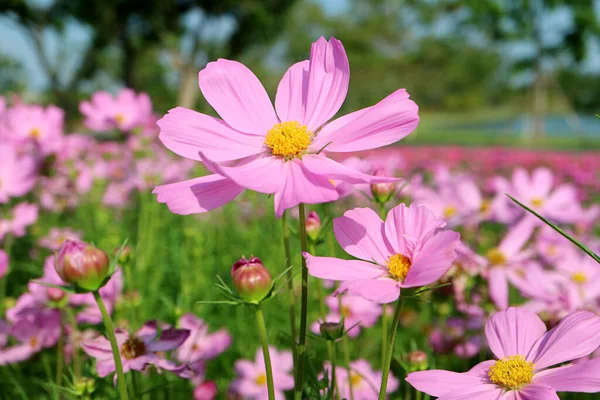 Field Blooming Gorgeous Garden Cosmos Sunlight — Stock Photo, Image