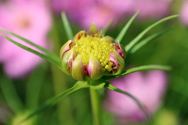 Closeup Garden Cosmos Mexican Aster Flower Bud Growing Garden — Stock Photo, Image