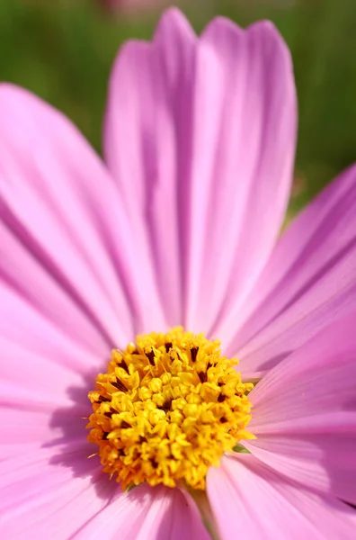Closeup Stunning Detail Blossoming Garden Cosmos Mexican Aster Florets Sunlight — Stock Photo, Image