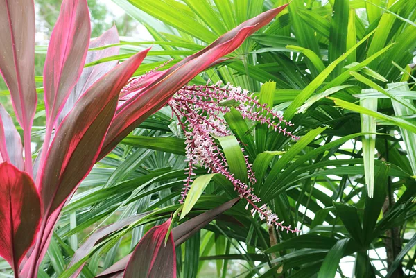Amazing Variegated Cordyline Fruticosa Plant Com Sua Flor Inflorescência Roxa — Fotografia de Stock