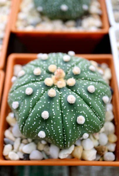 Closeup Amazing Potted Astrophytum Asterias Sand Dollar Cactus Plant — Stock Photo, Image