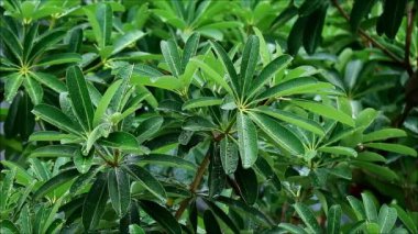 Yumuşak yağmurun tropik yemyeşil yapraklara düşüşünün görüntüsü