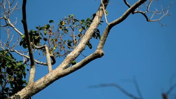 Hermosa Pareja Loro Alejandrino Apareamiento Filmación Del Árbol Resina — Vídeo de stock