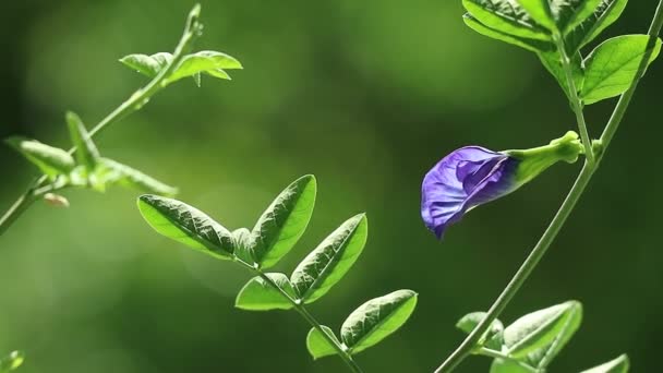 Filmación Hermoso Guisante Mariposa Flor Aparajita Floreciendo Viento Suave — Vídeos de Stock