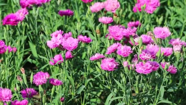 Footage Field Stunning Vibrant Pink Carnation Flowers Wind Sunny Day — Stock Video