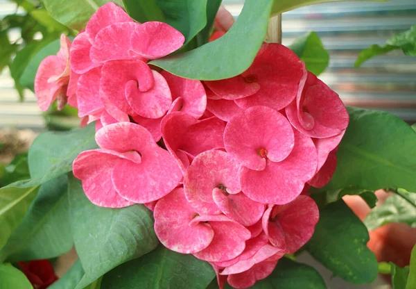 Bunch of Gorgeous Hot Pink Blossoming Crown of Thorns Flowers on Its Shrub