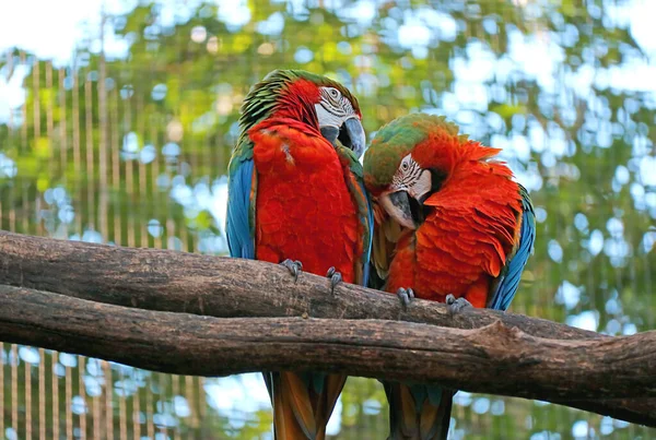 Paret Scarlet Macaw Preening Sida Vid Sida Trädet Foz Iguacu — Stockfoto