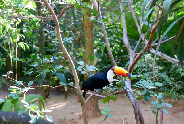 Amazing Toco Toucan Bird Perching Tree Brasil América Sul — Fotografia de Stock