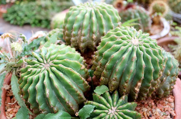 Potted Spineless Form Golden Barrel Cactus Echinocactus Grusonii Brevispinus Jardín — Foto de Stock