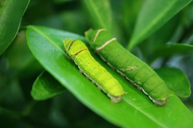 5. Yıldız Kireç Kuyruklu Tırtıl, Lime Ağacı Yaprağı 'nda dinlenen 5.