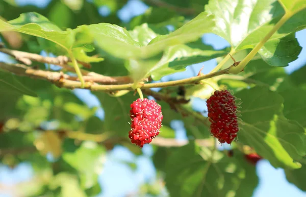 Closeup Vibrant Red Immature Mulberry Fruits Ripening Tree — Stock Photo, Image