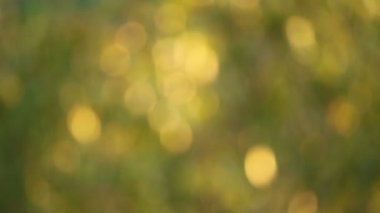Bulanık yapraklı altın yeşili bokeh güneş ışığında hareket ediyor