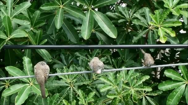 Aufnahmen Von Eltern Zebratauben Mit Ihrem Vogelbaby Das Sich Städtischen — Stockvideo