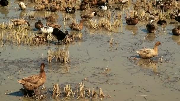 収穫期の水田の後の放牧国内のアヒルの群れの映像 — ストック動画
