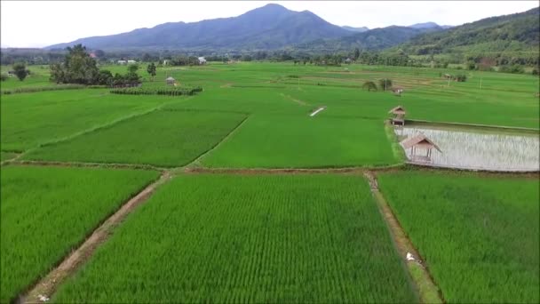 Відеоматеріал Повітря Яскравого Зеленого Поля Рису Вирощування Рису Таїланд Дроном — стокове відео