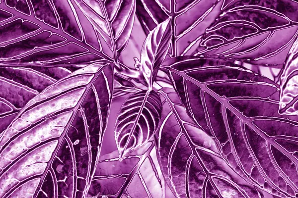 Поп Арт Сюрреалистичный Стиль Градиент Металлические Фиолетовые Цветные Листья Растений — стоковое фото