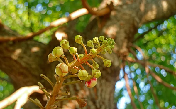 Feche Grupo Lindos Shorea Robusta Sal Flower Buds Crescendo Árvore — Fotografia de Stock