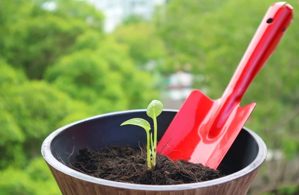 Primer Plano Plántulas Diminutas Una Maceta Con Una Pala Roja — Foto de Stock