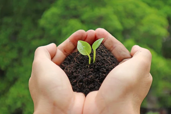 Primer Plano Una Plántula Diminuta Con Tierra Mano Antes Plantar — Foto de Stock