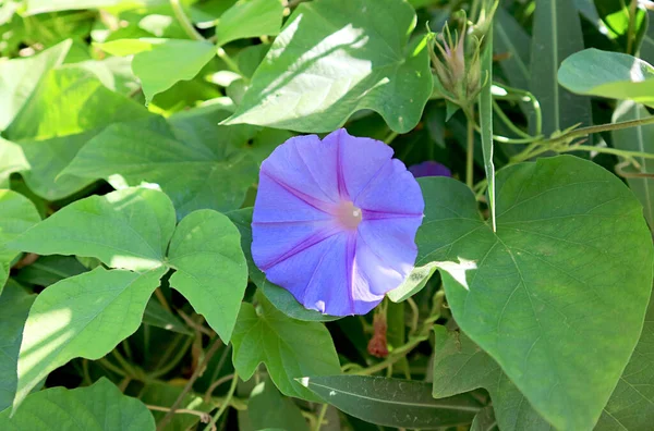 Primer Plano Flor Púrpura Mañana Gloria Flor Entre Follaje Verde — Foto de Stock