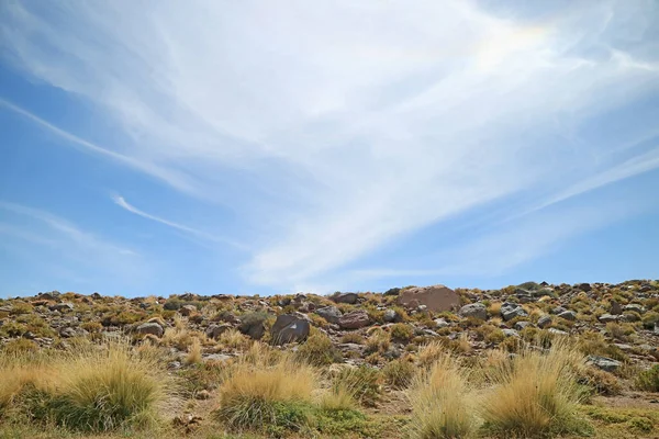 Paja Ichu Peruvian Feather Grass Amazing Desert Plants Atacama Desert — Stock Photo, Image