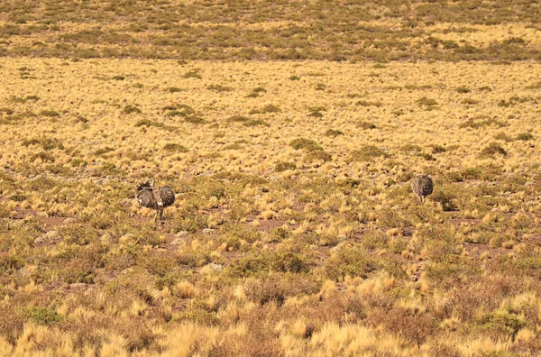 Costas Dois Puna Rhea Rhea Tarapacensis Pássaro Campo Grama Ichu — Fotografia de Stock