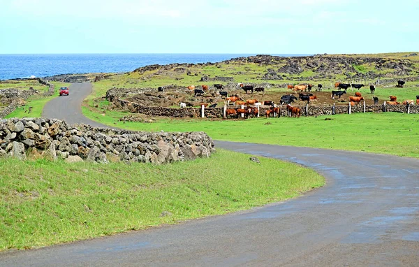 南美洲 太平洋 伊斯特岛 曲线山路与牛场的奇景 — 图库照片