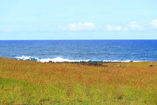 Atemberaubende Landschaft Mit Wilden Blumen Und Leuchtend Blauem Pazifik Osterinsel — Stockfoto