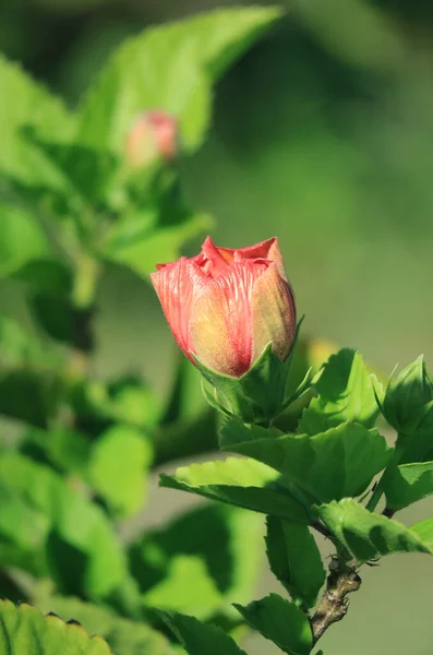 Κλείσιμο Του Orange Red Hibiscus Flower Bud Στο Φως Του — Φωτογραφία Αρχείου