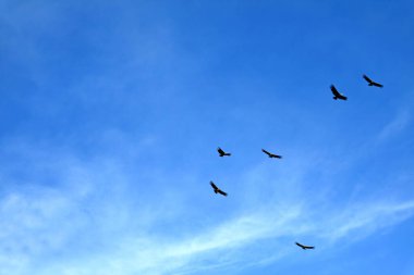 Flock of Andean Condors flying in the blue sky over Colca canyon in Arequipa region, Peru, South America clipart