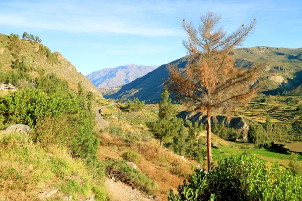 Дивовижний Вид Сільськогосподарські Тераси Гірськими Хребтами Каньйону Колка Провінція Арекіпа — стокове фото