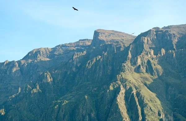 Flock Andean Condors Flying Colca Canyon Peruvian Altiplano Arequipa Region — Stock Fotó