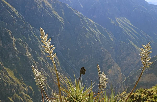 Amazing Puya Weberbaueri Fleurs Colca Canyon Altiplano Péruvien Région Arequipa — Photo