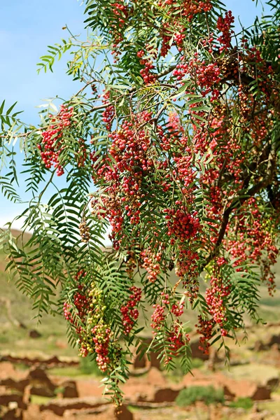 อนของ Schinus Molle อผลไม กไทยเปร บนต นไม ในห บเขาใต ของภ — ภาพถ่ายสต็อก