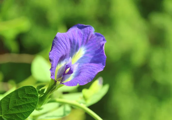 Sluiten Van Een Prachtige Vlindererwt Aparajita Bloeiende Bloem Het Zonlicht — Stockfoto