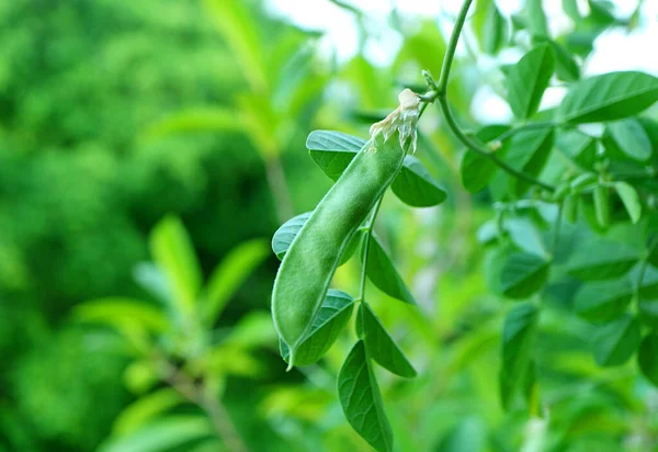 Closeup Young Pod Butterfly Pea Blue Pea Flower Its Tree — Photo