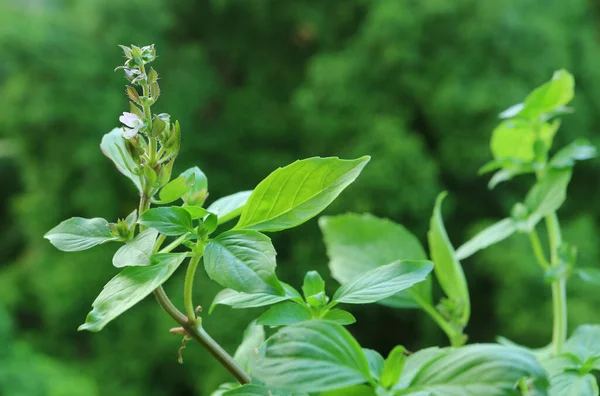 タイバジル植物の花芽の閉鎖と背景のブラリーグリーンガーデン — ストック写真