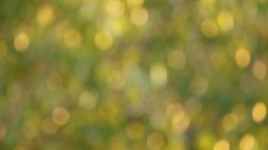 Bulanık altın yeşili yaprak güneş ışığı görüntülerinde parlıyor.