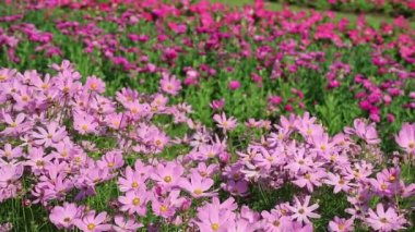 Sersemletici Pembe Kozmos Sahası Güneş Işığı ve Rüzgâr Görüntüsü