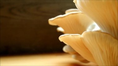 Milyonlarca sporu serbest bırakan evcil bitkiler olarak yetişen Hint İstiridye Mantarları (Pleurotus Pulmonarius)