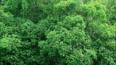Hafif yağmurda canlı yeşil yaprakların görüntüsü.