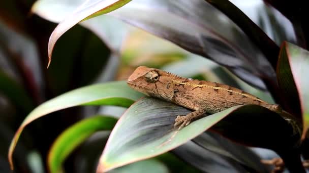 Footage Brown Sleepy Chameleon Relaxing Green Foliage — Stock Video