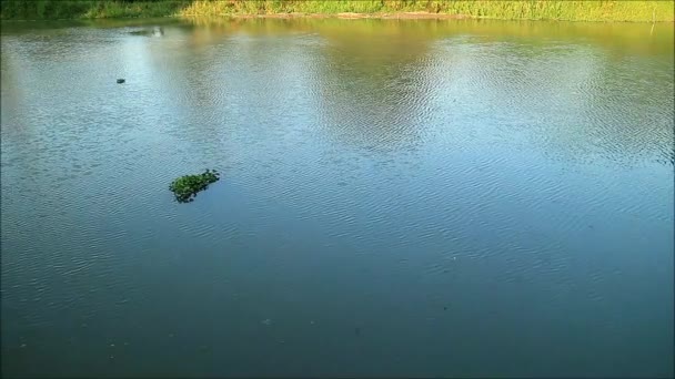 Кадри Розпалювання Річки Ранковому Похмурому Вітрі — стокове відео